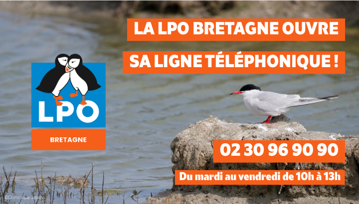 La LPO Bretagne se dote d'une ligne téléphonique !